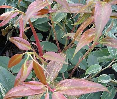 Leucothoe walteri 'Raibow'