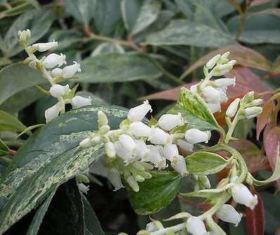 Leucothoe walteri 'Raibow'