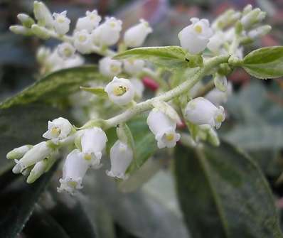 Leucothoe walteri 'Raibow'