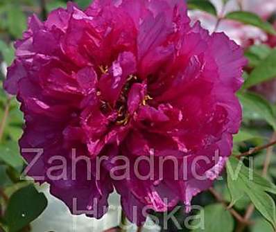 dřevitá pivoňka - Paeonia sufruticosa