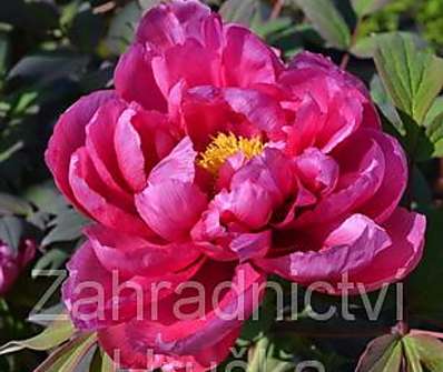 dřevitá pivoňka - Paeonia sufruticosa