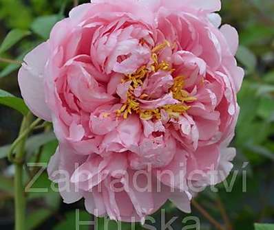 dřevitá pivoňka - Paeonia sufruticosa