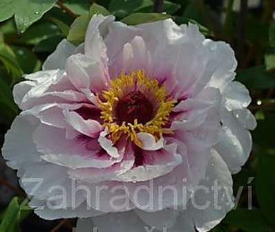 dřevitá pivoňka - Paeonia sufruticosa