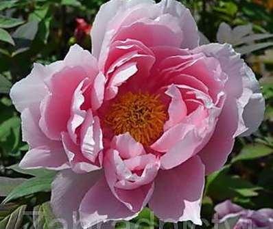 dřevitá pivoňka - Paeonia sufruticosa