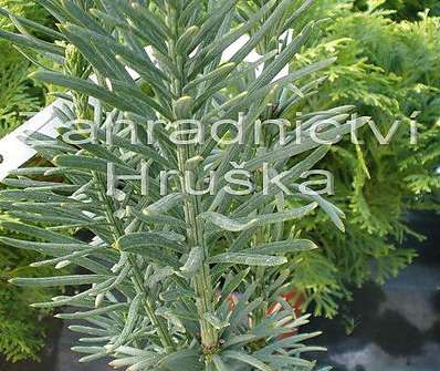 hlavotis - Cephalotaxus harr. 'Fastigiata'