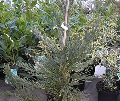 sekvojovec - Sequoiadendron giganteum 'Glaucum'
