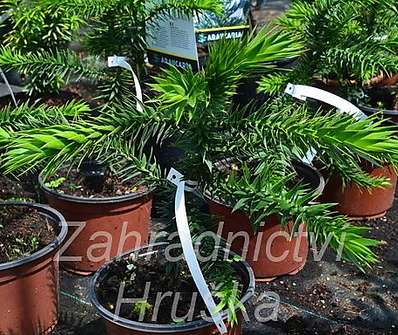 araukárie - Araucaria araucana