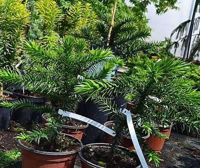 araukárie - Araucaria araucana