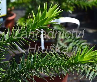 araukárie - Araucaria araucana