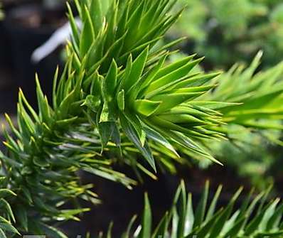 araukárie - Araucaria araucana