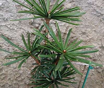 pajehličník - Sciadopitys verticillata 'Sternschnuppe'
