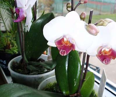 Phalenopsis