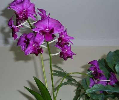 Dendrobium