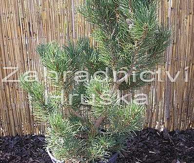 Borovice - Pinus uncinata 'Prcek'