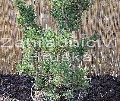 Borovice - Pinus uncinata 'Prcek'