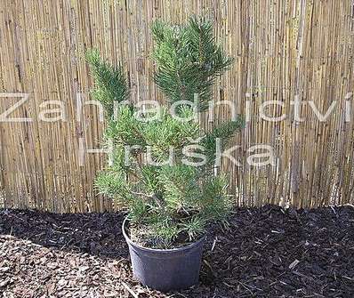 Borovice - Pinus uncinata 'Prcek'