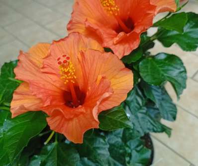 Hibiscus