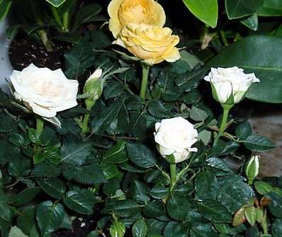 Rosa mini
