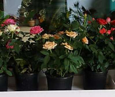 Rosa mini