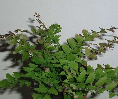 Adianthum caudatum