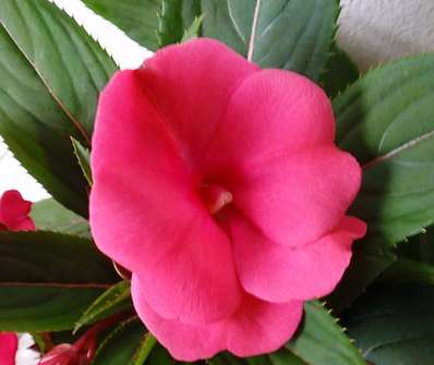 Impatiens balsamína