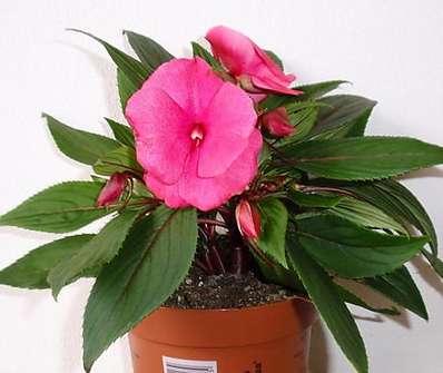 Impatiens balsamína