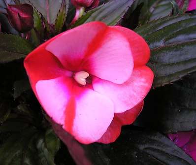 Impatiens balsamína