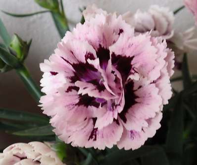 Dianthus