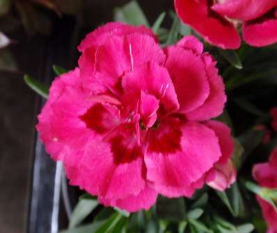 Dianthus