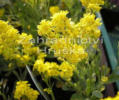 Alyssum saxatile Summit
