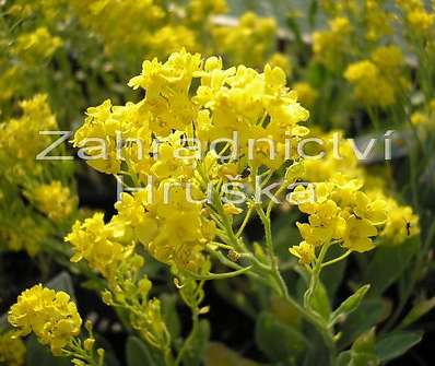 Alyssum saxatile Summit