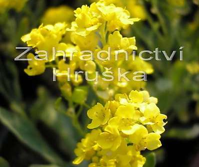 Alyssum saxatile Summit