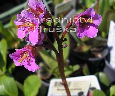 Bergenia cordifolia Purpurea