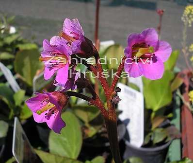 Bergenia cordifolia Purpurea