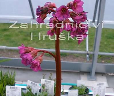 Bergenia cordifolia Purpurea