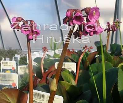 Bergenia cordifolia Purpurea