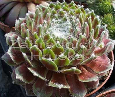 Sempervivum mix