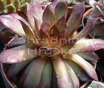 Sempervivum mix