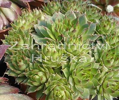 Sempervivum mix