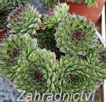 Sempervivum mix