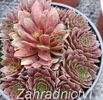 Sempervivum mix