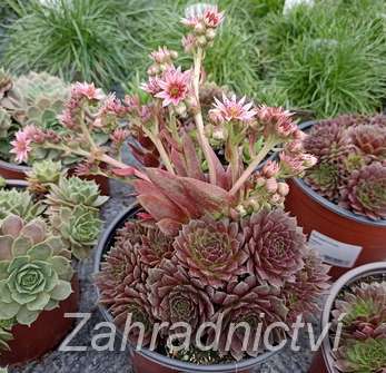 Sempervivum mix