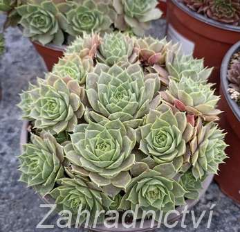 Sempervivum mix