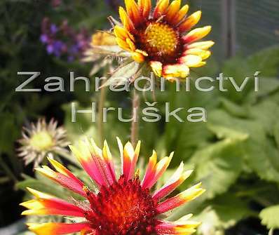 Gaillardia aristata Kobolt