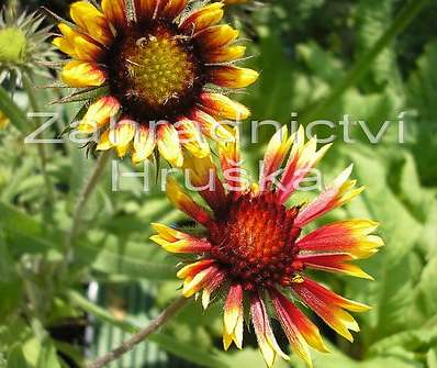 Gaillardia aristata Kobolt