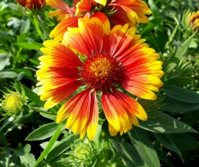 Gaillardia aristata Kobolt
