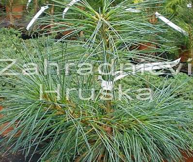 Borovice - Pinus wallichiana 'Nana'
