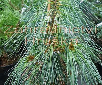 Borovice - Pinus wallichiana 'Nana'