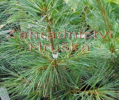 Borovice - Pinus wallichiana 'Nana'