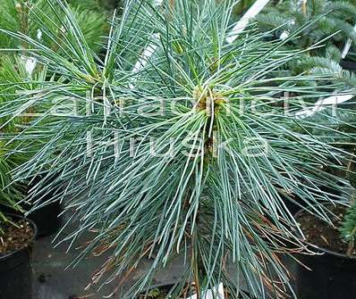 Borovice - Pinus wallichiana 'Nana'